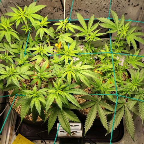 7 - Super Lemon Haze - BSF growlog timeline photo