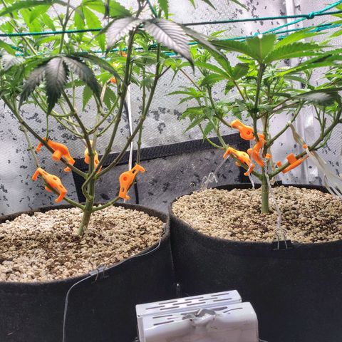 7 - Super Lemon Haze - BSF growlog timeline photo