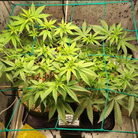 7 - Super Lemon Haze - BSF growlog timeline photo
