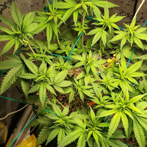 7 - Super Lemon Haze - BSF growlog timeline photo