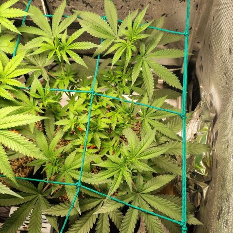 7 - Super Lemon Haze - BSF growlog timeline photo