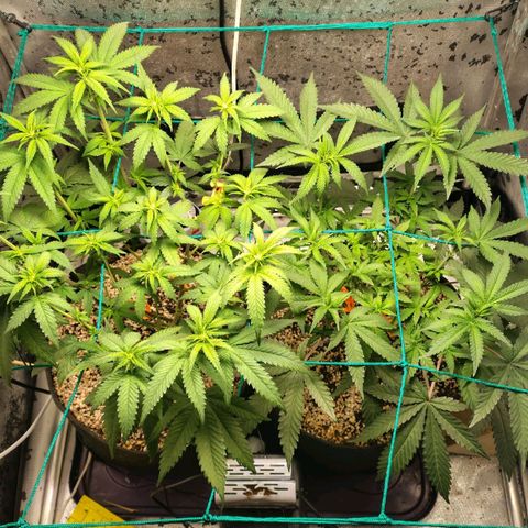 7 - Super Lemon Haze - BSF growlog timeline photo