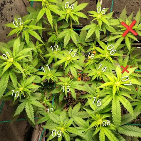 7 - Super Lemon Haze - BSF growlog timeline photo