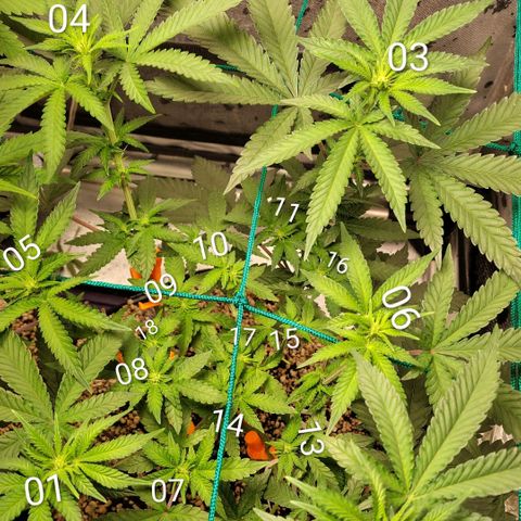 7 - Super Lemon Haze - BSF growlog timeline photo