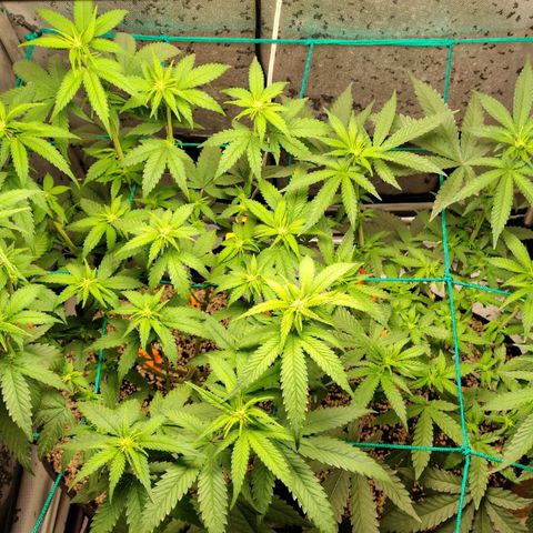 7 - Super Lemon Haze - BSF growlog timeline photo