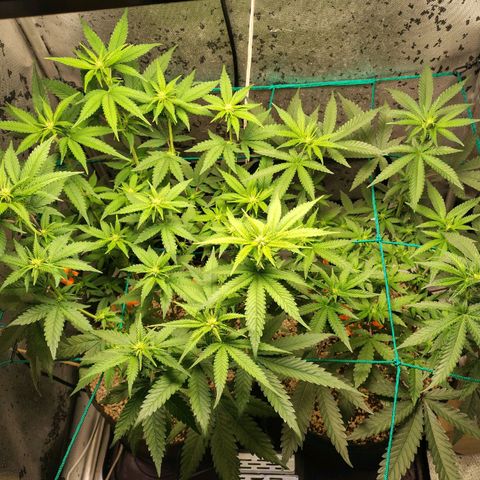 7 - Super Lemon Haze - BSF growlog timeline photo