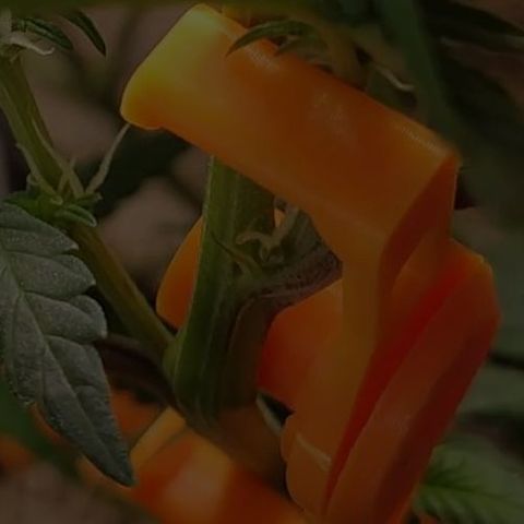 7 - Super Lemon Haze - BSF growlog photo: Exagerei um pouco no LST