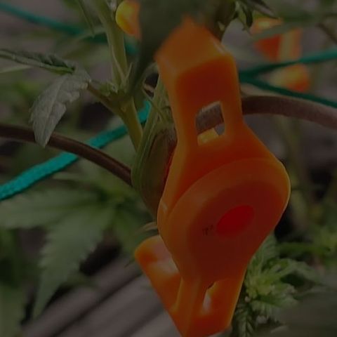 7 - Super Lemon Haze - BSF growlog photo: Exagerei um pouco no LST