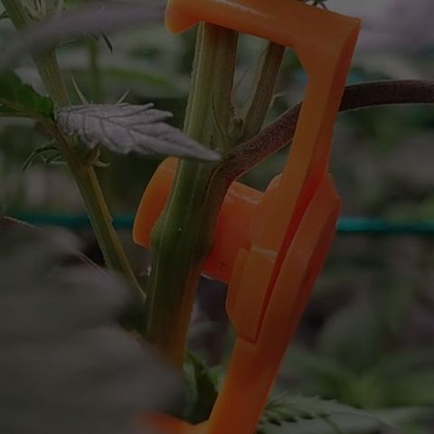 7 - Super Lemon Haze - BSF growlog photo: Exagerei um pouco no LST