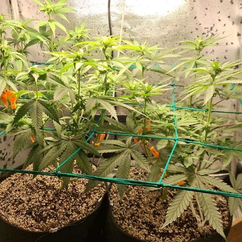 7 - Super Lemon Haze - BSF growlog timeline photo