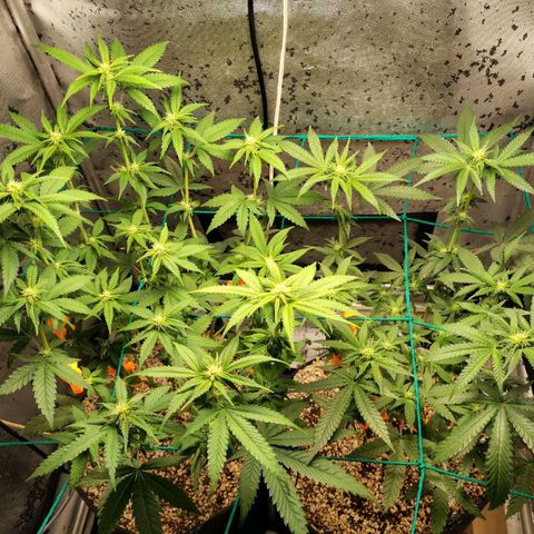 7 - Super Lemon Haze - BSF growlog timeline photo
