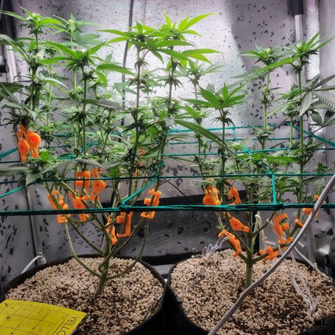 7 - Super Lemon Haze - BSF growlog timeline photo