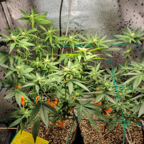 7 - Super Lemon Haze - BSF growlog timeline photo