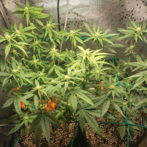 7 - Super Lemon Haze - BSF growlog timeline photo