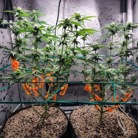 7 - Super Lemon Haze - BSF growlog timeline photo