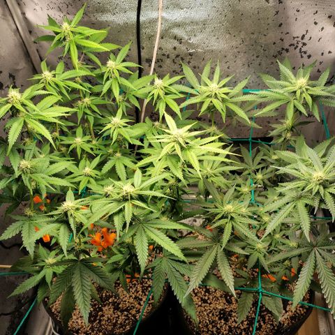 7 - Super Lemon Haze - BSF growlog timeline photo