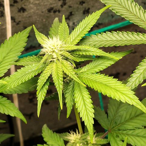 7 - Super Lemon Haze - BSF growlog timeline photo