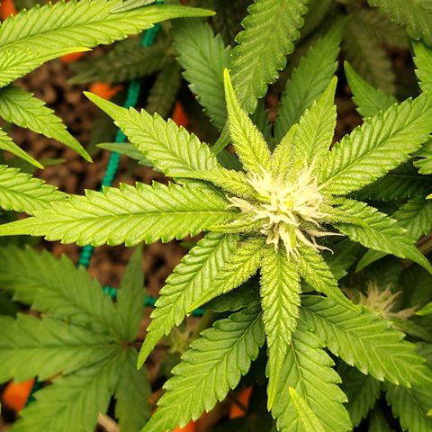 7 - Super Lemon Haze - BSF growlog timeline photo