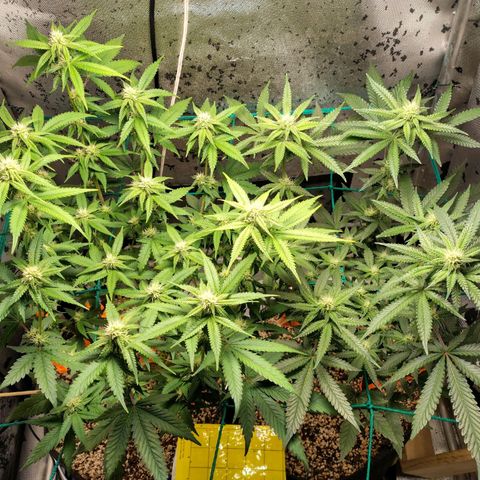 7 - Super Lemon Haze - BSF growlog timeline photo