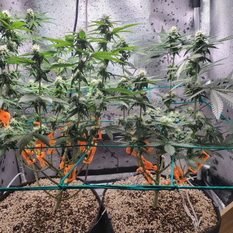 7 - Super Lemon Haze - BSF growlog timeline photo