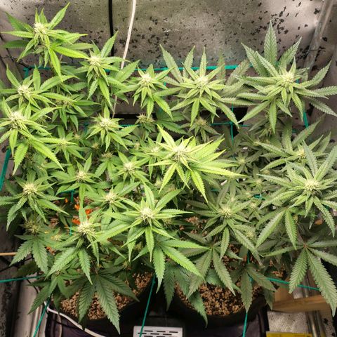 7 - Super Lemon Haze - BSF growlog timeline photo