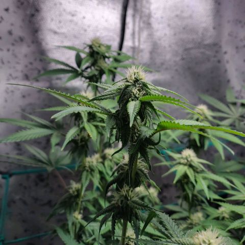 7 - Super Lemon Haze - BSF growlog timeline photo