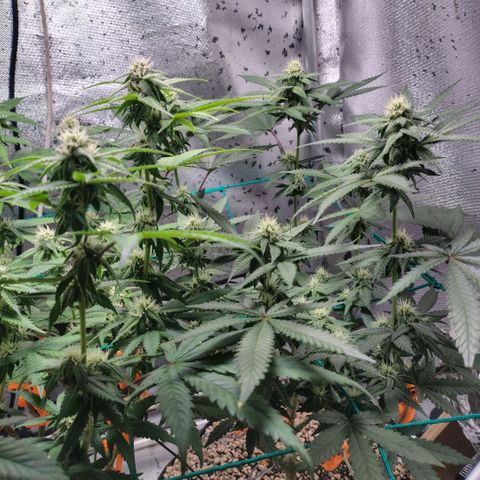 7 - Super Lemon Haze - BSF growlog timeline photo