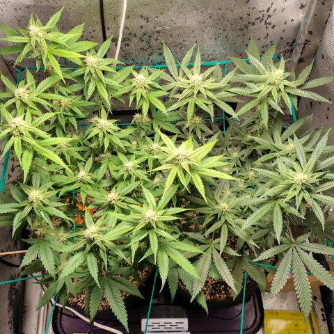 7 - Super Lemon Haze - BSF growlog timeline photo