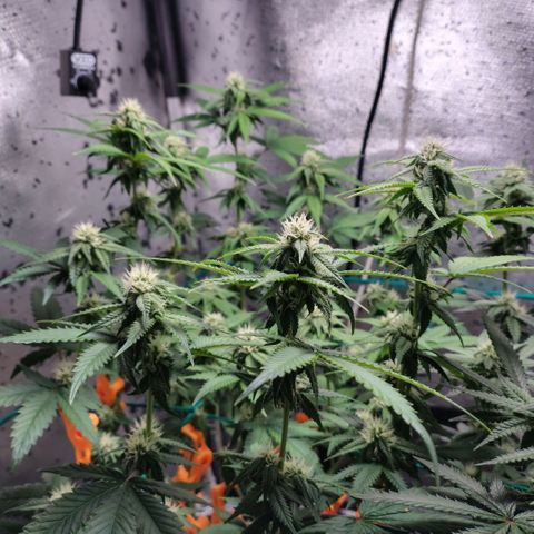 7 - Super Lemon Haze - BSF growlog timeline photo