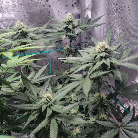 7 - Super Lemon Haze - BSF growlog timeline photo