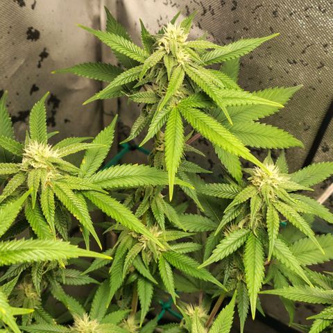 7 - Super Lemon Haze - BSF growlog timeline photo