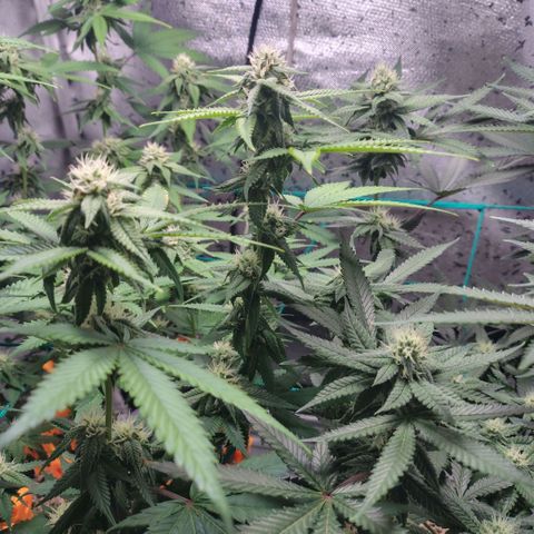 7 - Super Lemon Haze - BSF growlog timeline photo