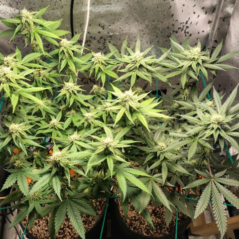 7 - Super Lemon Haze - BSF growlog timeline photo