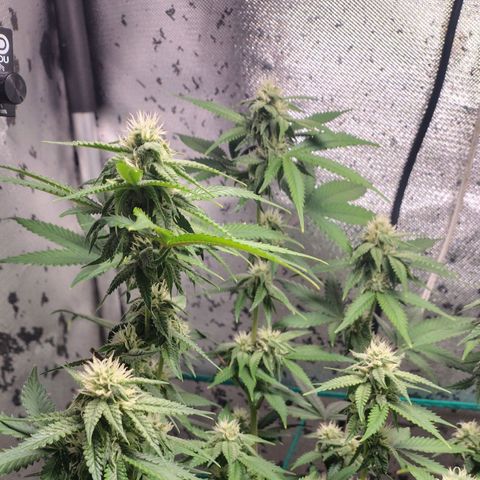 7 - Super Lemon Haze - BSF growlog timeline photo