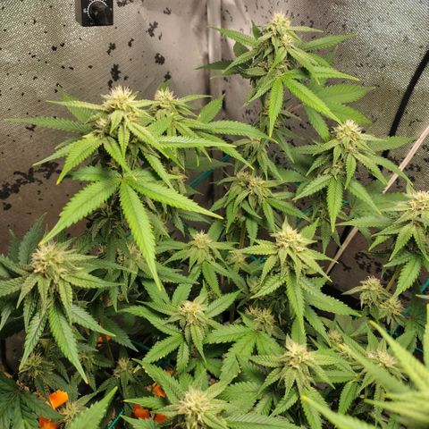 7 - Super Lemon Haze - BSF growlog timeline photo