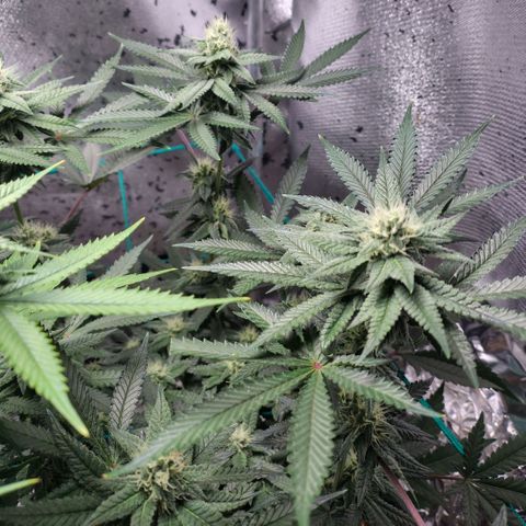 7 - Super Lemon Haze - BSF growlog timeline photo