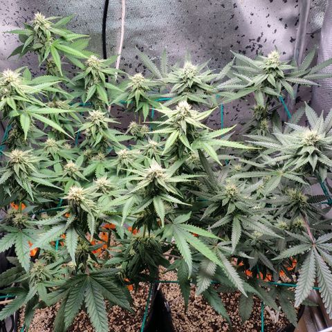 7 - Super Lemon Haze - BSF growlog timeline photo