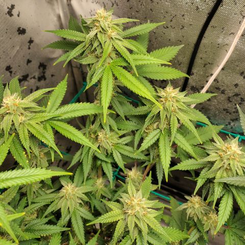 7 - Super Lemon Haze - BSF growlog timeline photo