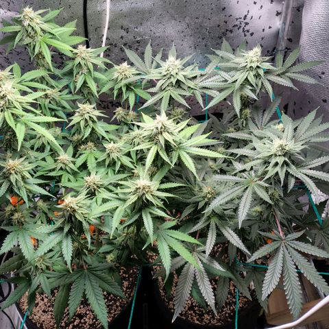 7 - Super Lemon Haze - BSF growlog timeline photo