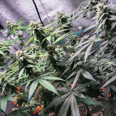 7 - Super Lemon Haze - BSF growlog timeline photo