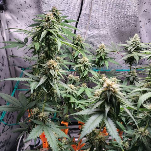 7 - Super Lemon Haze - BSF growlog timeline photo