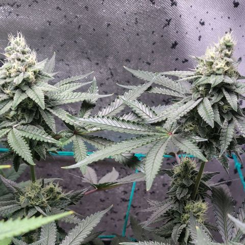 7 - Super Lemon Haze - BSF growlog timeline photo