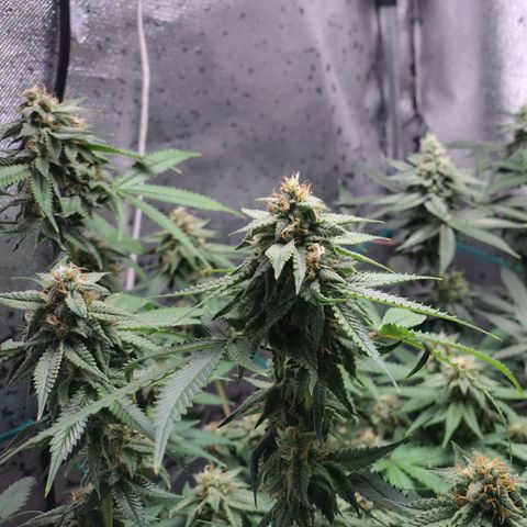 7 - Super Lemon Haze - BSF growlog timeline photo