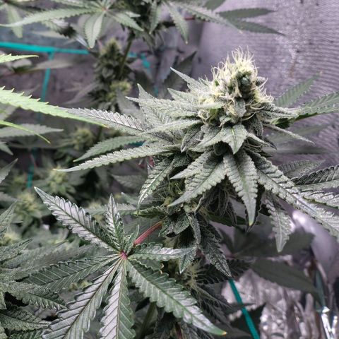 7 - Super Lemon Haze - BSF growlog timeline photo