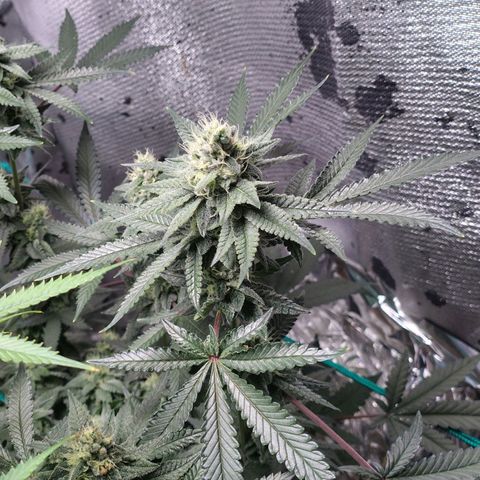 7 - Super Lemon Haze - BSF growlog timeline photo