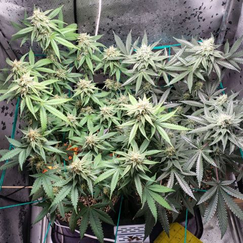 7 - Super Lemon Haze - BSF growlog timeline photo