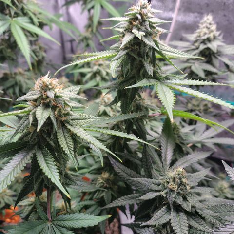 7 - Super Lemon Haze - BSF growlog timeline photo