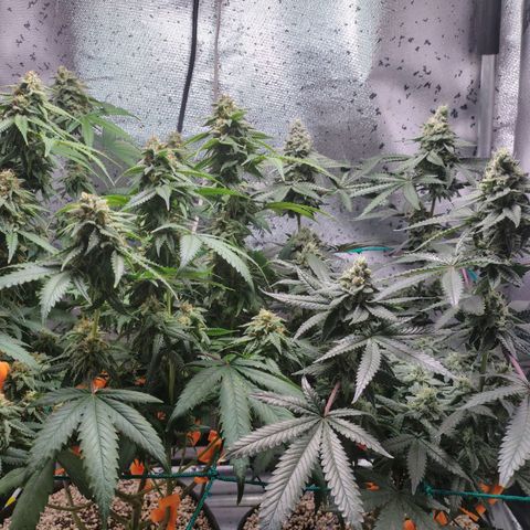 7 - Super Lemon Haze - BSF growlog timeline photo