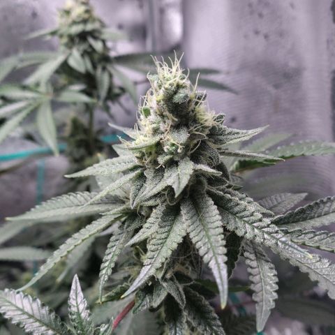 7 - Super Lemon Haze - BSF growlog timeline photo