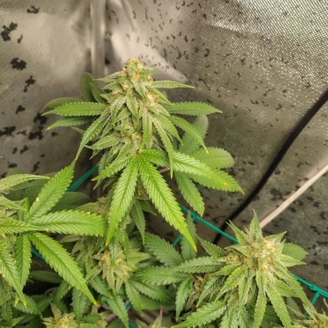 7 - Super Lemon Haze - BSF growlog timeline photo